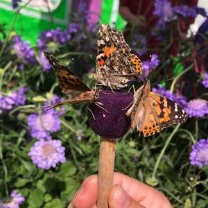 Meet your Posher, Cheyenne